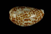 藏品(黑星寶螺)的圖片